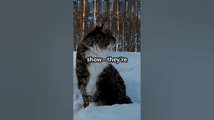 Watch the video about You NEED this pet if u like dog sized cats #cats #maine coon #pets