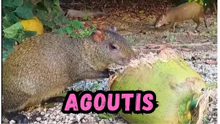 Cooldown with this compilation of AGOUTIS by Cooldown Compilation 321 views 3 months ago 1 minute, 44 seconds