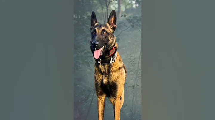 Army Dog Training in Action! Jai Hind🙏 #Shorts #youtubeshorts