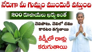 Medicinal Leaf | Removes Kidney Stones | Reduces Ear Infection | Ranapala Aaku |Manthena Health Tips screenshot 3