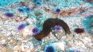Diving Santa Cruz Feb.22 2014 GoPro Hero3+ with LED Lights (continued) V14263