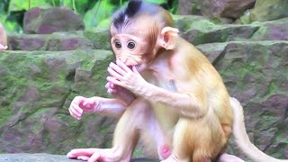 Cute Monkeys, They walk to get food and clean before eating | Kun Wildlife TV