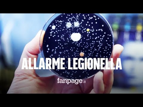 Video: Malattia Del Legionario: Descrizione, Sintomi, Decorso