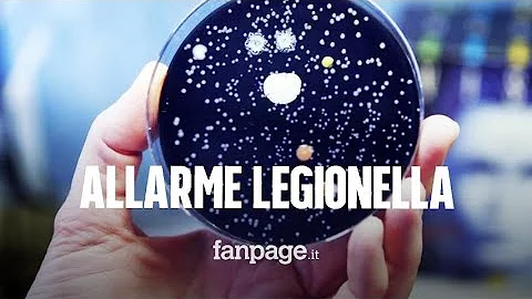 Dove colpisce la Legionella?
