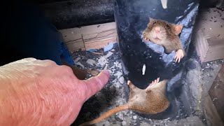 How to GET RID OF SEWER RATS FAST!!  Two day exclusion...