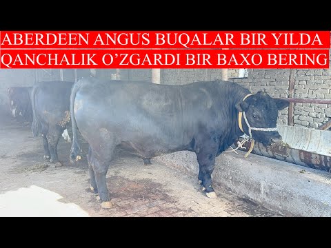 BIR YILDA ABERDEEN ANGUS BUQALAR QANCHALIK O’ZGARDI BIR O’ZINGIZ BAXO BERING BUQALAR DUMBA SOVORGAN