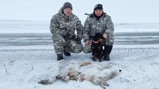 Охота на зайца с подхода и загоном. Hunting with a Jagdterrier#охота#охота с ягдтерьером