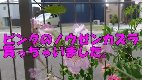 ノウゼンカズラのピンク Youtube