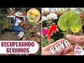 Tuve que CORTAR TODOS los GERANIOS (novios) LA ROYA LOS DAÑÓ │Candy Bu