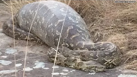 Python eats porcupine, instantly regrets it - DayDayNews