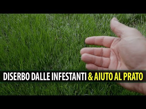 Video: Quando applicare la quota per poa annua?