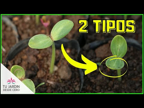 Vídeo: Diferencia Entre Germinación Y Vivipary