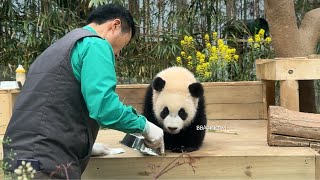 [에버랜드 판다월드] 오전 아기맘마단 루이바오 후이바오💛 | 강바오님이 놀아주셨어요😆