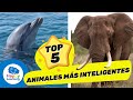 5 Animales más inteligentes del mundo - Vídeo educativo para niños