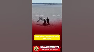 Đánh bắt cá nhờ thuỷ triều trên sông #tintuc #giaitri #shorts