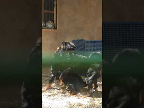 Rottweiler mating video | coming soon 🐶💕 #dog #love #guarddogs #subscribe #labrador #like #puppy