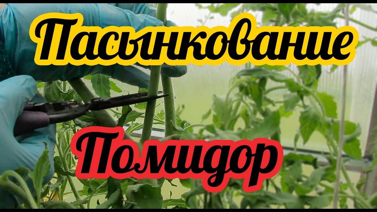 Томат москвич пасынковать