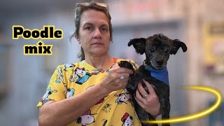 Every day Poodle pet grooming, 13 y.o..