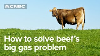 How the home of Aberdeen Angus is hoping to solve meat's big emissions problem