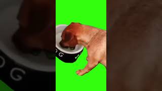 Justice for dog Green Screen