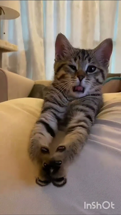 HATI-HATI..! JANGAN SAKITI KUCING