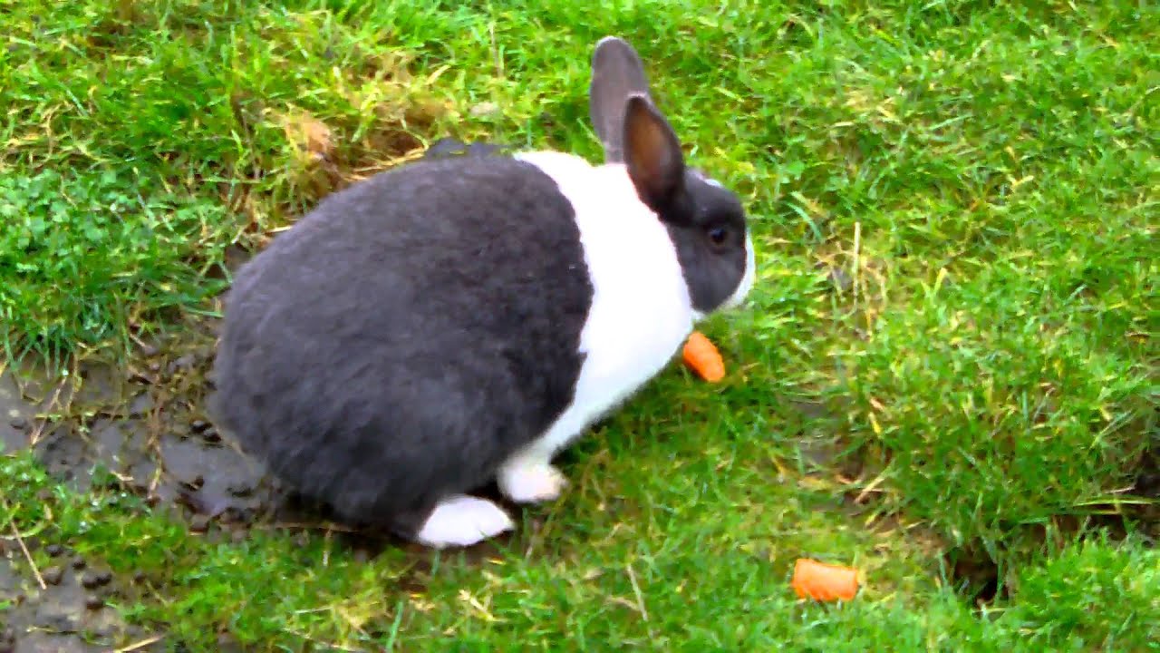 Black and White Rabbit Eating a Carrot - YouTube