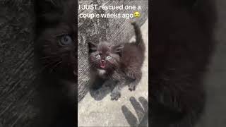 This Scared Abandoned Kitty Didn’t Trust Anyone