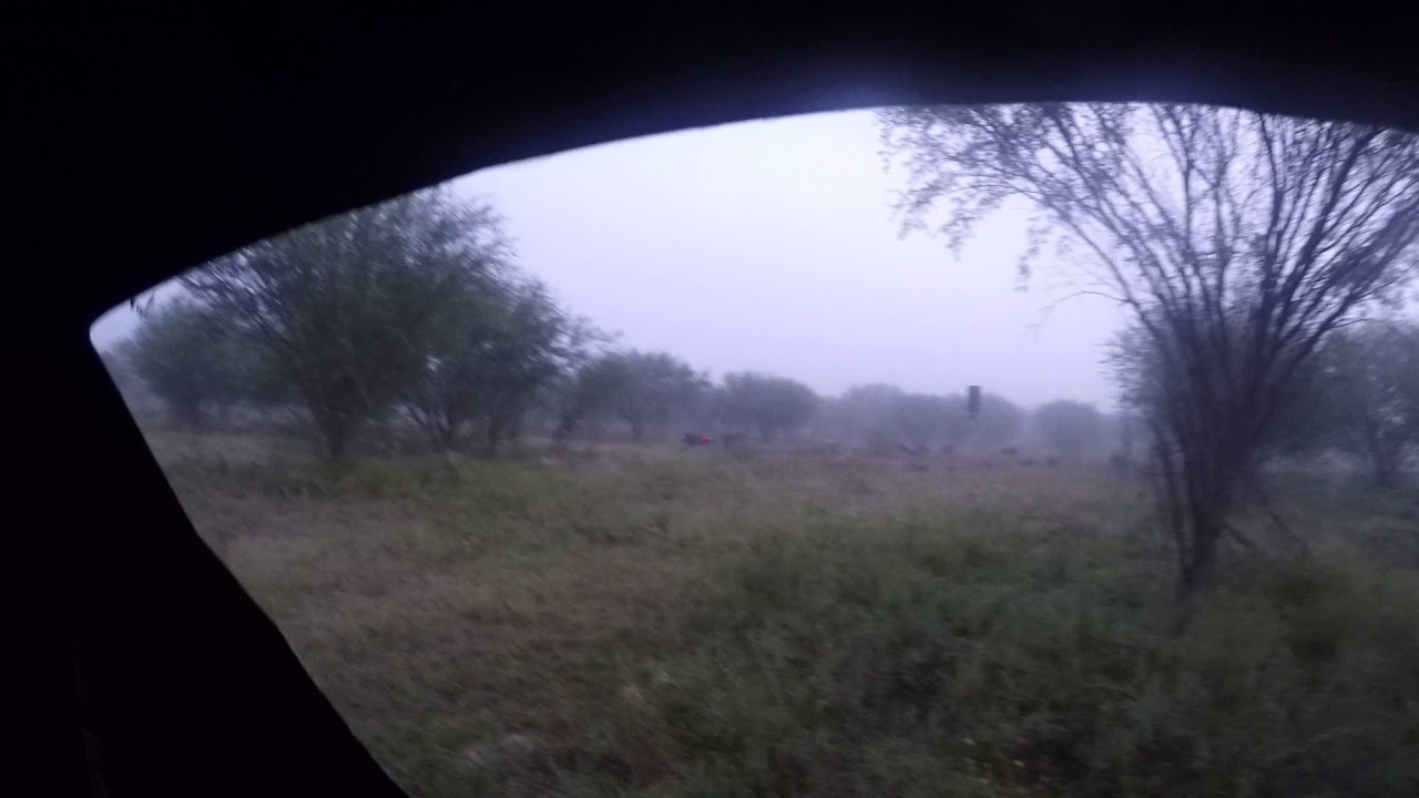 south texas hog hunting 