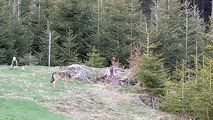 Jägerin filmt Wolf bei der Jagd am Feldberg