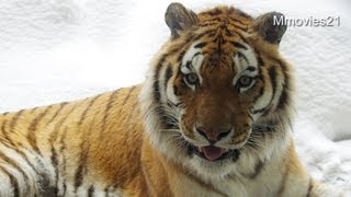 タツオ雪山に登ってひと休み~Amur Tiger
