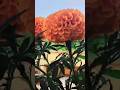ଗେଣ୍ଡୁ ଗଛରେ ବହୁତ ସାରାଫୁଲ #marigold#nirupamavlogs #shortvideo #viralshort