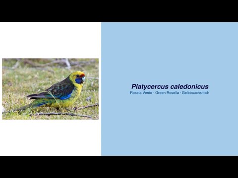 Video Encyclopedia of Parrot Species - #111 Platycercus caledonicus