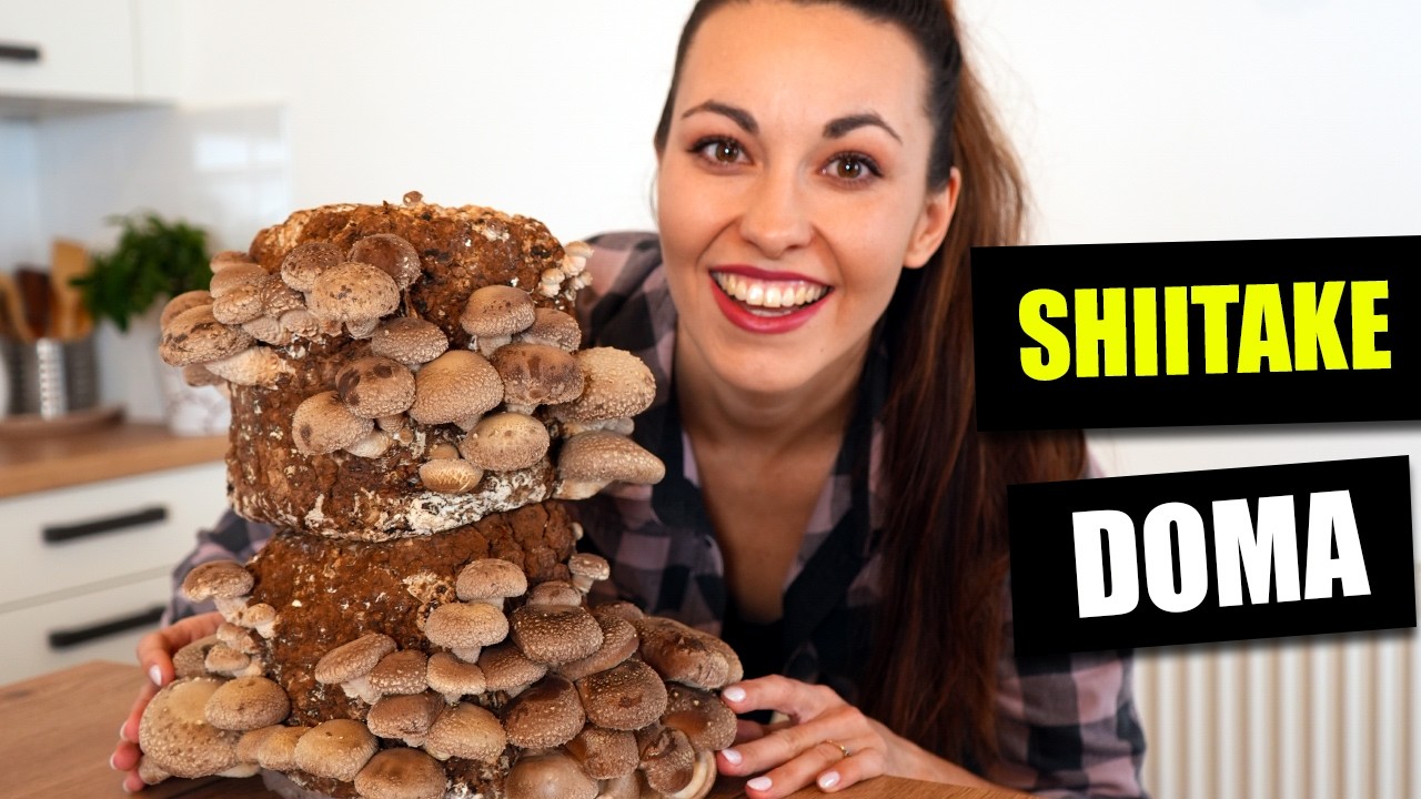 Pěstování shiitake doma - Jak shiitake vypadá, recepty shiitake, jak chutná shiitake?