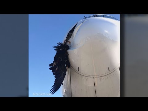 Un buitre impactó contra un avión en la maniobra de aterrizaje 