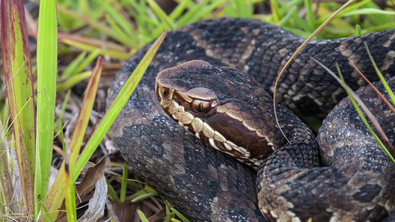 Venomous Snakes of North America Photo Slideshow - YouTube