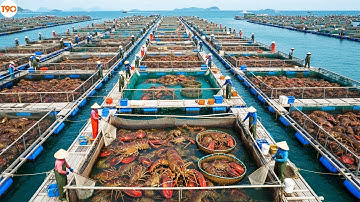 Tôm Hùm Khủng Nhất Thế Giới Lại Xuất Phát Từ Đông Nam Á? - Ngư Dân Làm Giàu Từ Tôm Hùm Như Thế Nào?