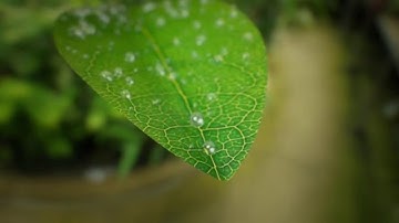 Water Drops Animation