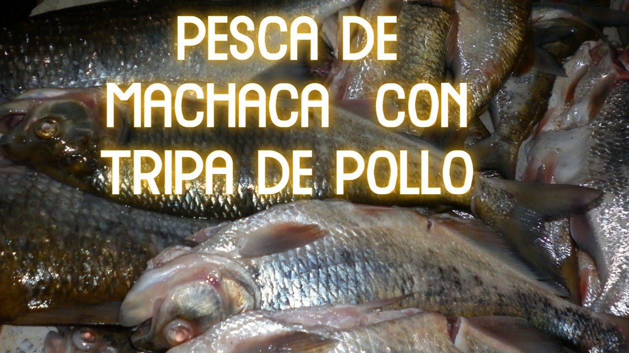 Venta carnada viva para pesca puntarenas roble