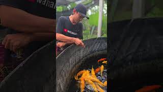 Tips dari wahana koi penggunaan mega jumbo guba! Video by : Wahana Koi #koi #ikankoi #koifish