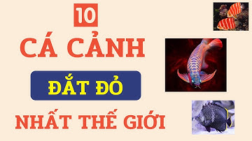 Top 10 loại cá cảnh đắt giá nhất thế giới - Cá rồng Platinum mắc ngang siêu xe