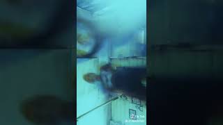 Download Lagu Tiktok Akimilaku MP3