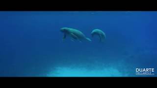 Celebrity Swimming in Manatees in Belize Net Worth