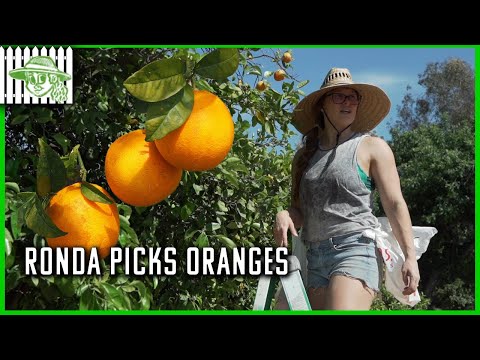 Ronda Shows The Strength Of The Browsey Acres Community Orange Grove