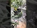 4x2 update orange cherries, mowie wowie, 808 sour gas head