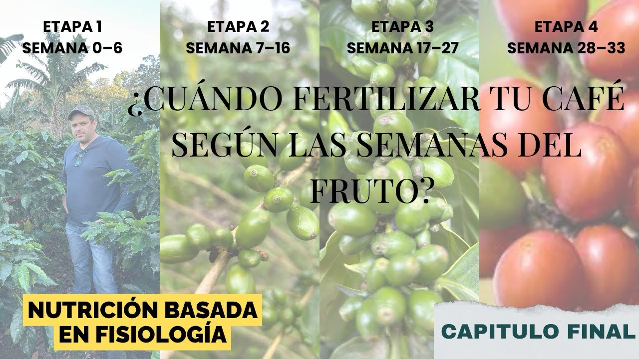 ¿Estás fertilizando según la etapa del grano? #NutriciónInteligente #coffee 