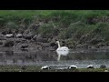 Mute Swan with neck deformity, Montrose Basin