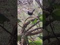 black bird #birds #birdssound #birdslover