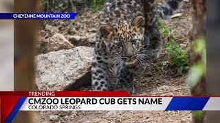 CMZoo: Critically endangered Amur leopard cub has name
