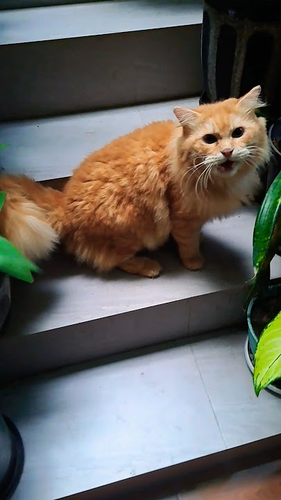 Woy sisiran dulu Nyoo. #cat #funny #kucingoyen #kucingcomel #kucinggemes #kucinglucu #shorts #kucing