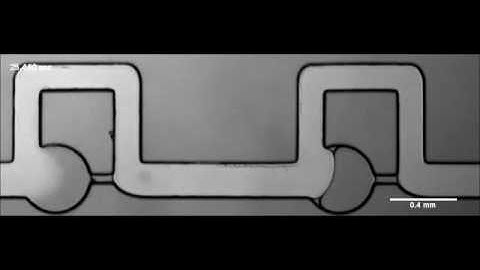 Transitioning from multi-phase to single-phase microfluidics for long-term culture and treatment...